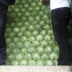 曲周甘蓝是名优特产侯村王俊东诚信合作