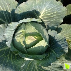 君山广兴徐远扬9月奥奇娜甘蓝