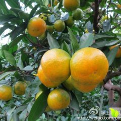 富川富阳何明9月温州密柑柑橘
