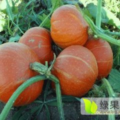 鄂托克前旗毛乌苏红南瓜