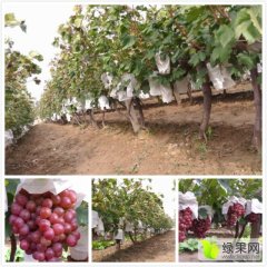 灵宝葡萄火热上市,阳店李会成诚信合作