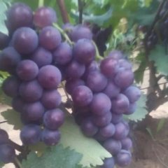 龙口兰高巨峰葡萄粒大串大，糖度高