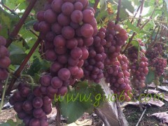 清苑葡萄上货量大,王盘赵凯诚信合作