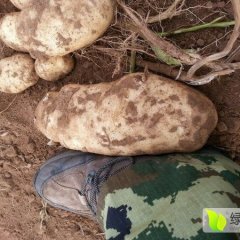 2015察右后旗土豆抓住商机无限