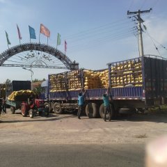 扶余延薯四号土豆产销两旺