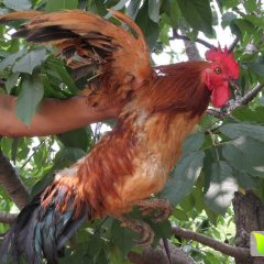 2015莒南鸡收购工作全面开展