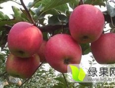 2015冠县苹果今年价格有看点