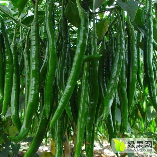 2015年山东青州线椒价格