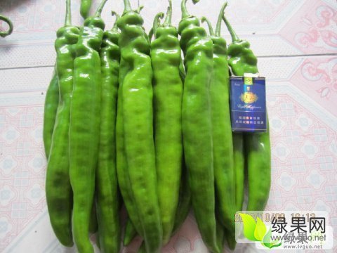 2015年山东青州喜洋洋尖椒价格