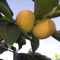 2015万荣柿子现在订货有惊喜