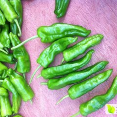江苏东台301辣椒是名优特产 大量春青椒