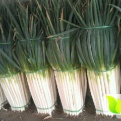 山东平度铁杆大葱是名优特产