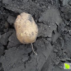 巴彦县延薯四号土豆市场销量好