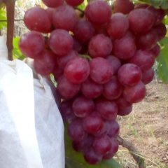 河南灵宝红提葡萄长势旺盛