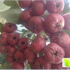 平邑柏林王超9月大金星山楂