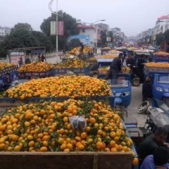 丹江口蜜橘柑橘色泽金黄，皮薄溜光，口感甜美