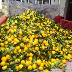 城固柑橘早买早赚陕西张谦诚信合作