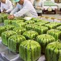 通许龙卷风西瓜品质优良价格稳定
