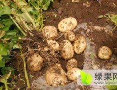 扶余土豆聚焦市场黎明刘福诚信合作