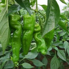 2015费县辣椒价格波动不大