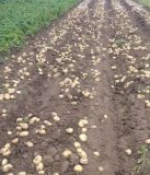 本村出售2015年 秋土豆 品种多 质量好