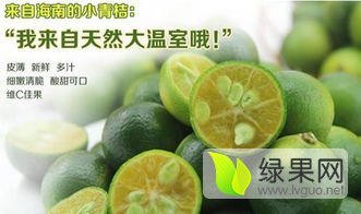 海南琼山柑橘绿色无公害诚信合作 青桔柠檬