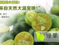 海南琼山柑橘绿色无公害诚信合作 青桔柠檬