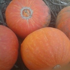 望奎南瓜价格适宜,火箭徐先生诚信合作