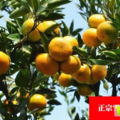 2015洪江柑橘再不来就没机会了！