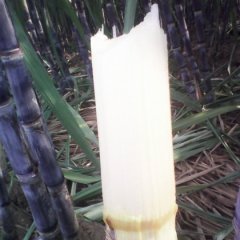 河南通许甘蔗上市2-3元一棵。