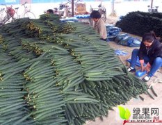 山东莘县德瑞特黄瓜0.5/斤