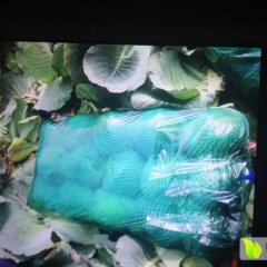 湖北潘家湾万亩蔬菜基地直销 品种繁多