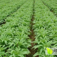 定深路蔬菜批发市场青皮莴笋大量上市
