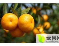2016湖北公安柑橘好吃不贵紧俏走货中