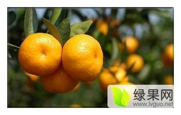 2016湖北公安柑橘好吃不贵紧俏走货中