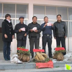 临沭西雷红香蕉红薯已上市