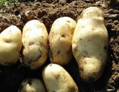 多伦土豆沙土地种植个头均匀，色泽金黄