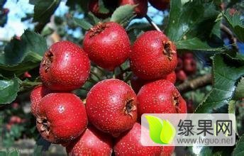 高品质山楂 低价收购