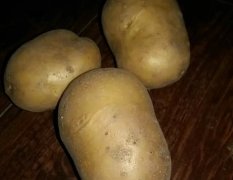 出售大量尤金885土豆