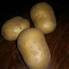 出售大量尤金885土豆