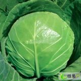 河北省邯郸市曲周广下【王连武】蔬菜批发