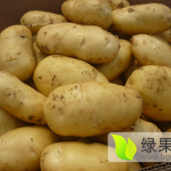 2015牙克石土豆抓住商机无限