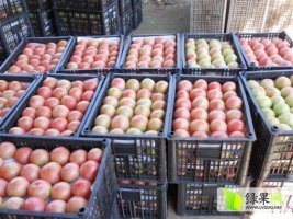 2016年河南内黄硬粉价格