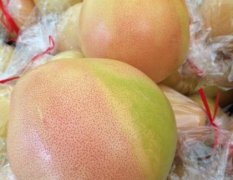 平和霞寨琯溪蜜柚柚子价格适宜