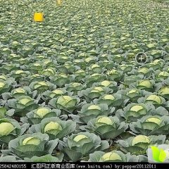 2016寿阳甘蓝再不来就没机会了！