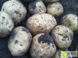 扶余土豆著名品种,西九李成志诚信合作