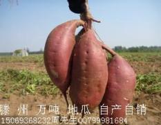 滕州东郭商薯19红薯自产自销