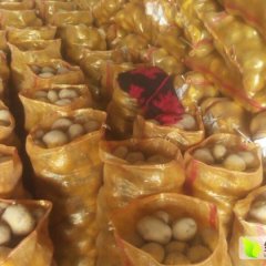 2015静宁土豆收购工作全面开展