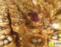 2015静宁土豆收购工作全面开展