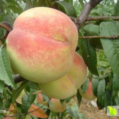 山东沂源中华寿桃蜜桃绿色无公害